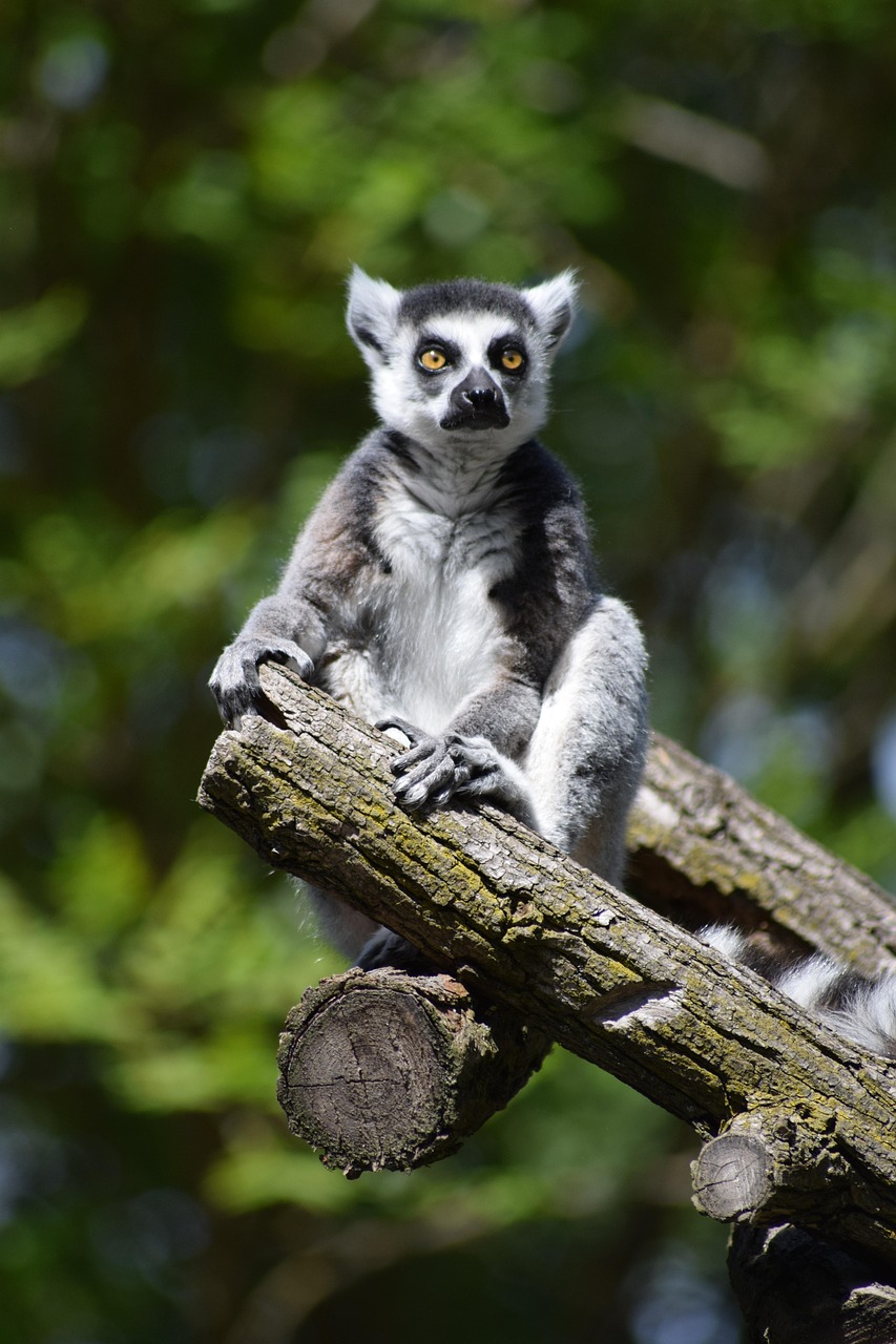lemur, ape, animal, lemurs, zoo, cute, madagascar, mammal, nature, catta