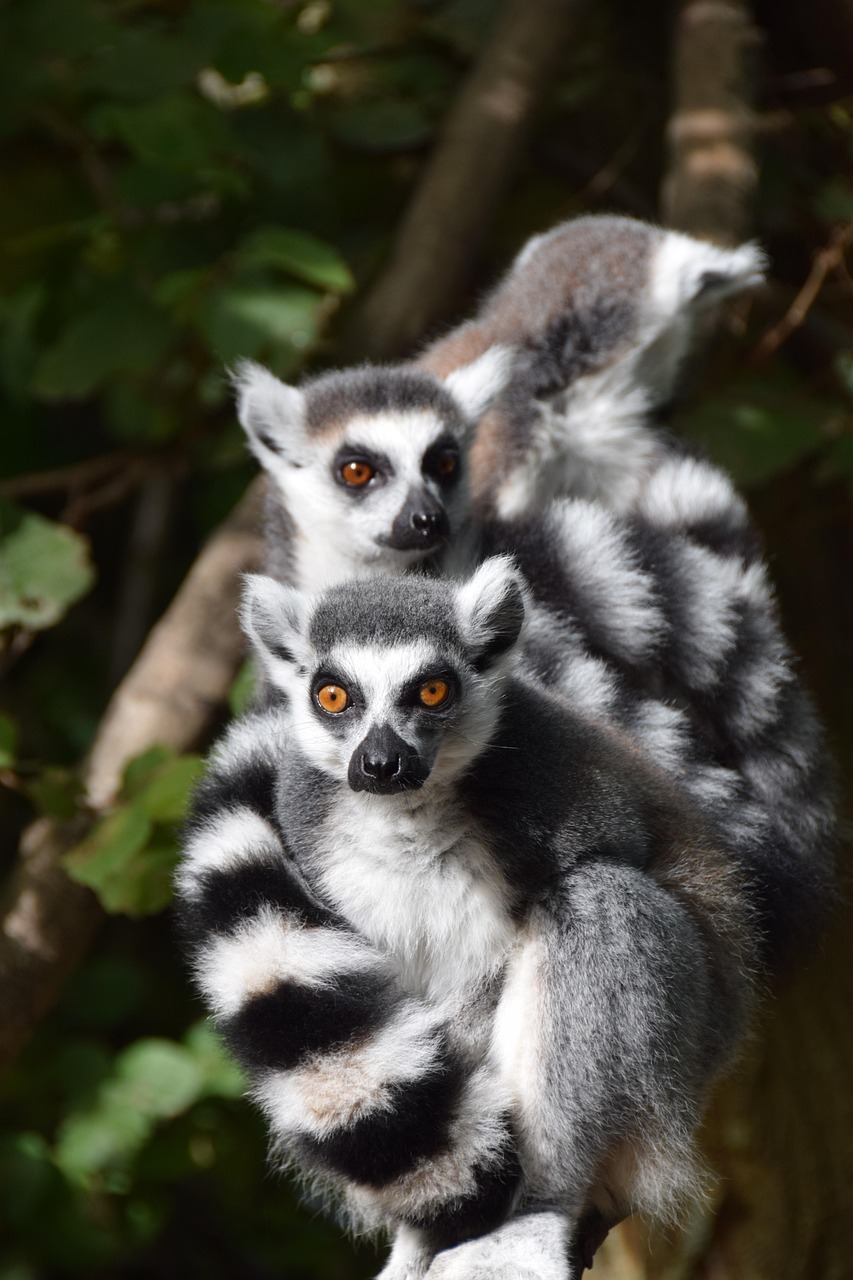 monkey, striped, makifélék, madagascar, monkeys, ringtail, zoo, lemur, animal, nature, soft