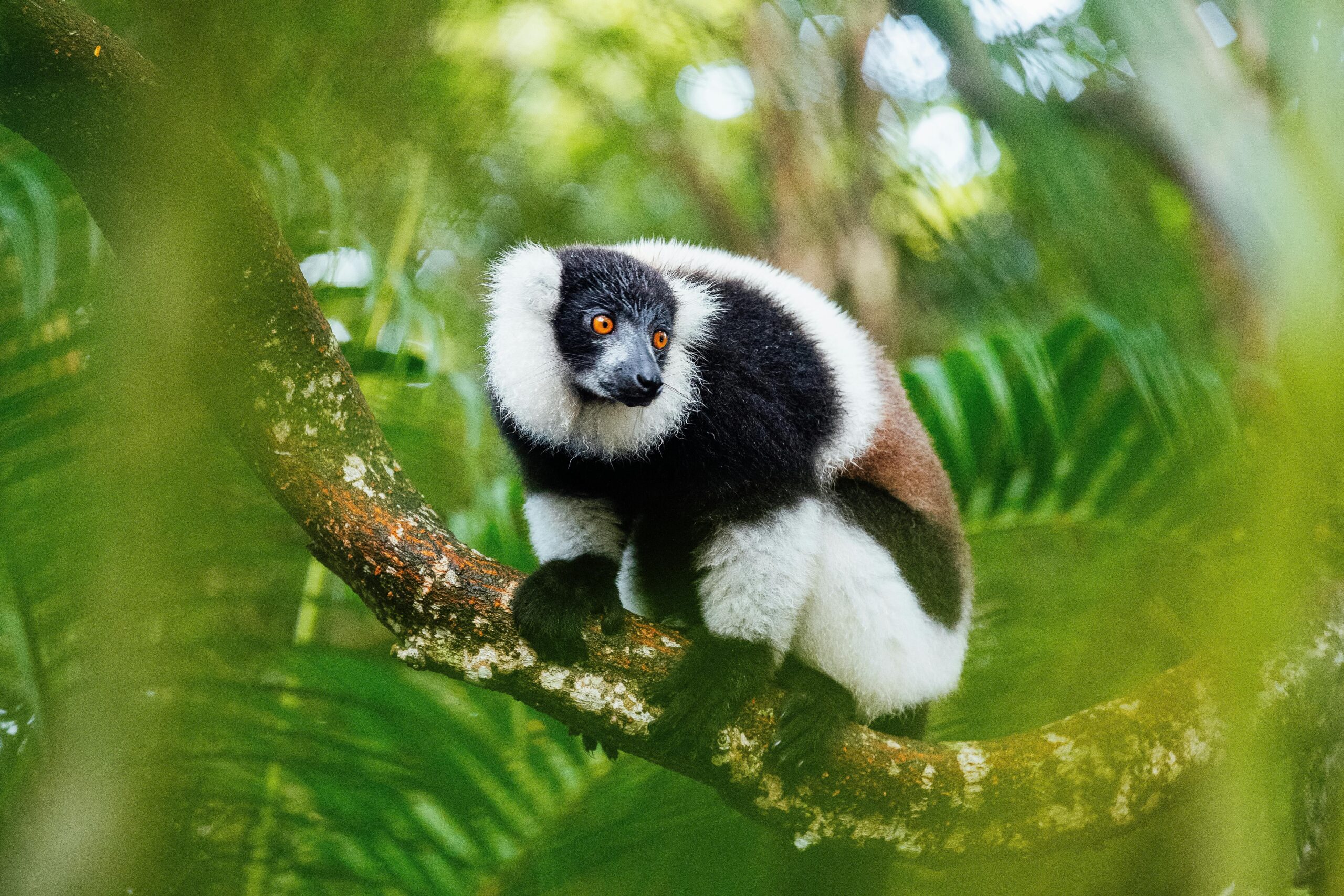 Close-up shot of a black-and-white ruffed lemur in its natural habitat in Madagascar.