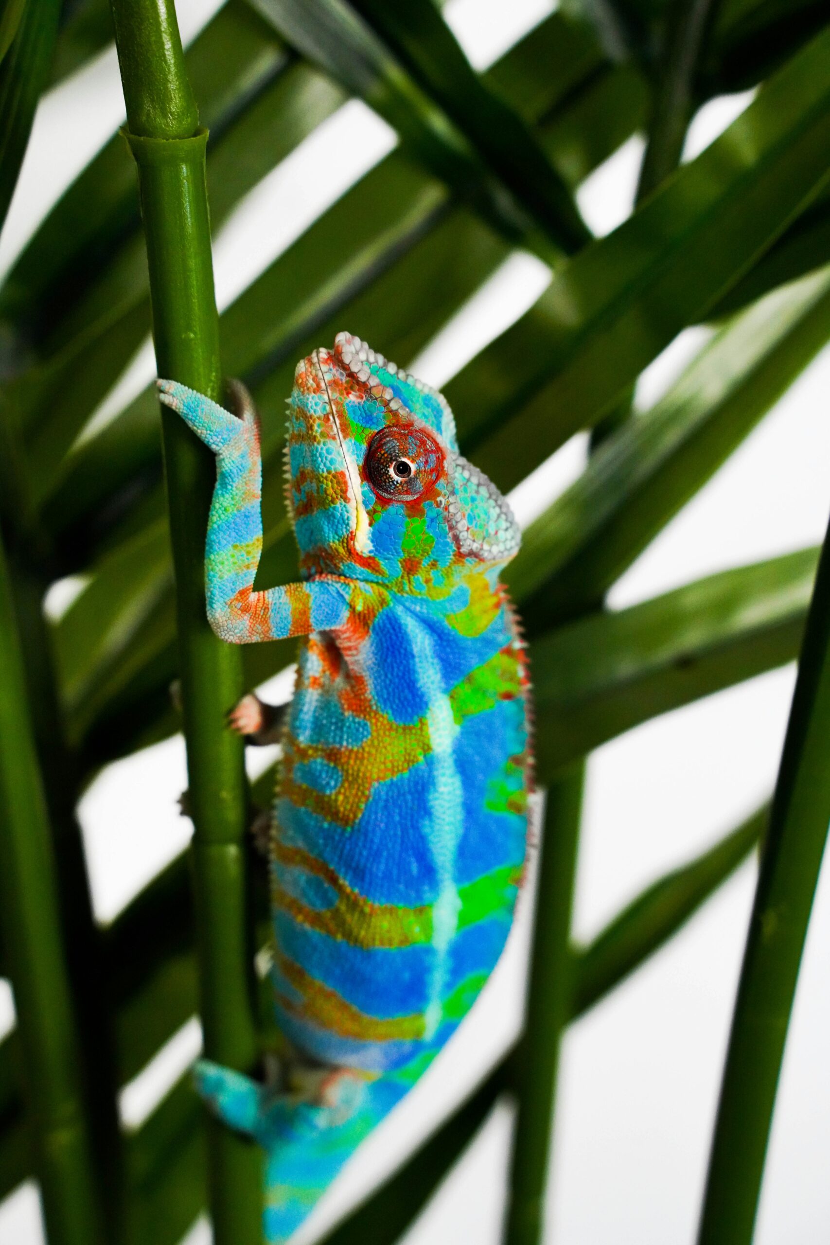 Colorful panther chameleon climbing green bamboo in a bright natural setting.