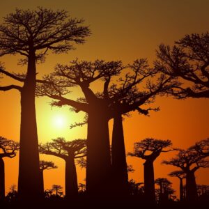 sunset, sunrise, dusk, dawn, landscape, nature, sky, scenic, sun, evening, silhouettes, baobabs, silhouette, adansonia, africa, orange, trees, safari, baobab, twilight, tree, madagascar, atmosphere, sunlight, forest, baobab, baobab, baobab, baobab, baobab